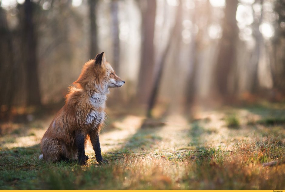 Лиса на рассвете