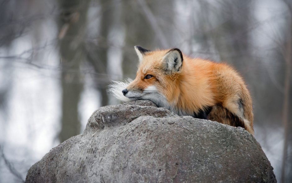 Лиса на Камне