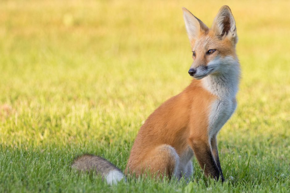 Бледный Лис йуругу