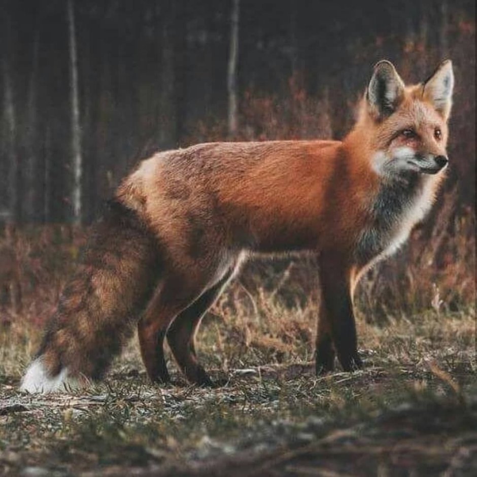 Лиса Лесная