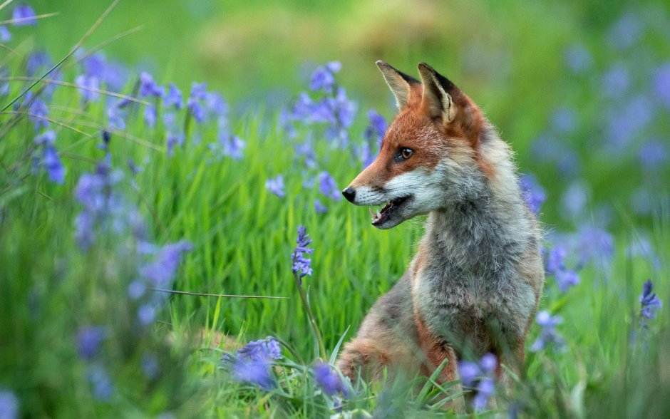 Лиса весной