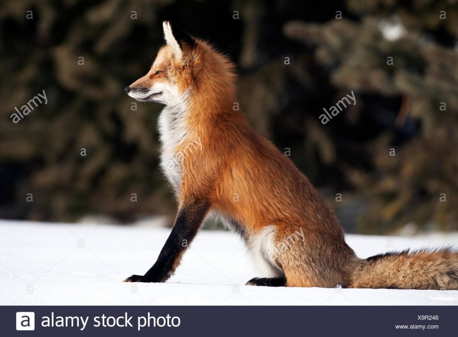 Лиса сидит боком