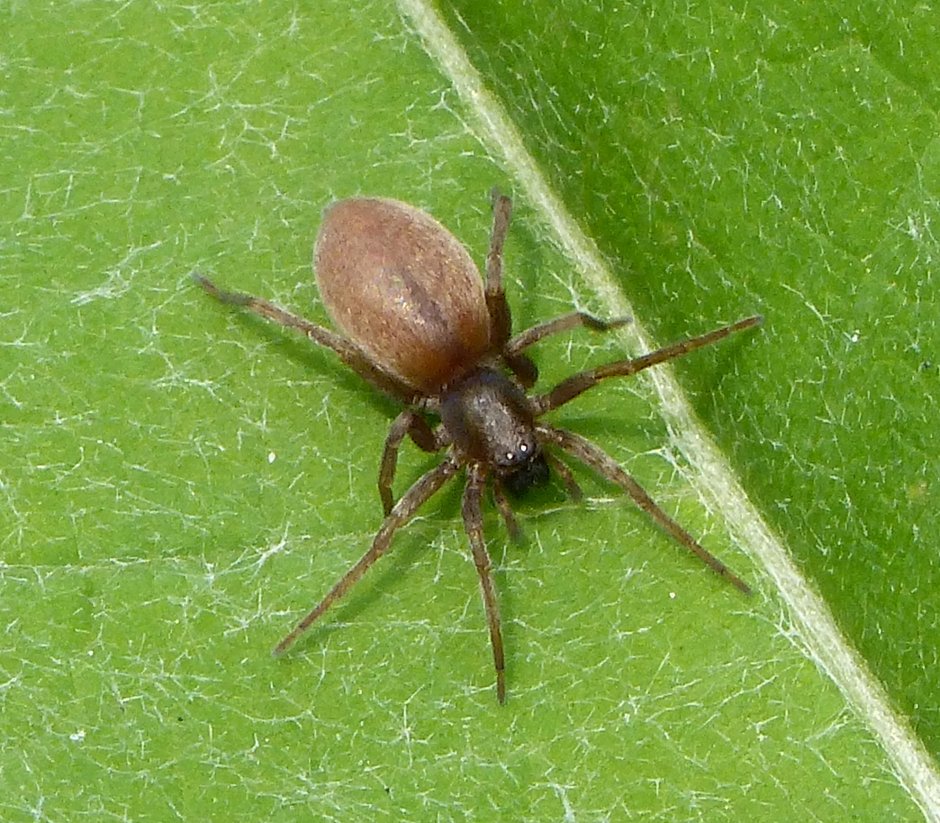 Паук Gnaphosidae Zelotes