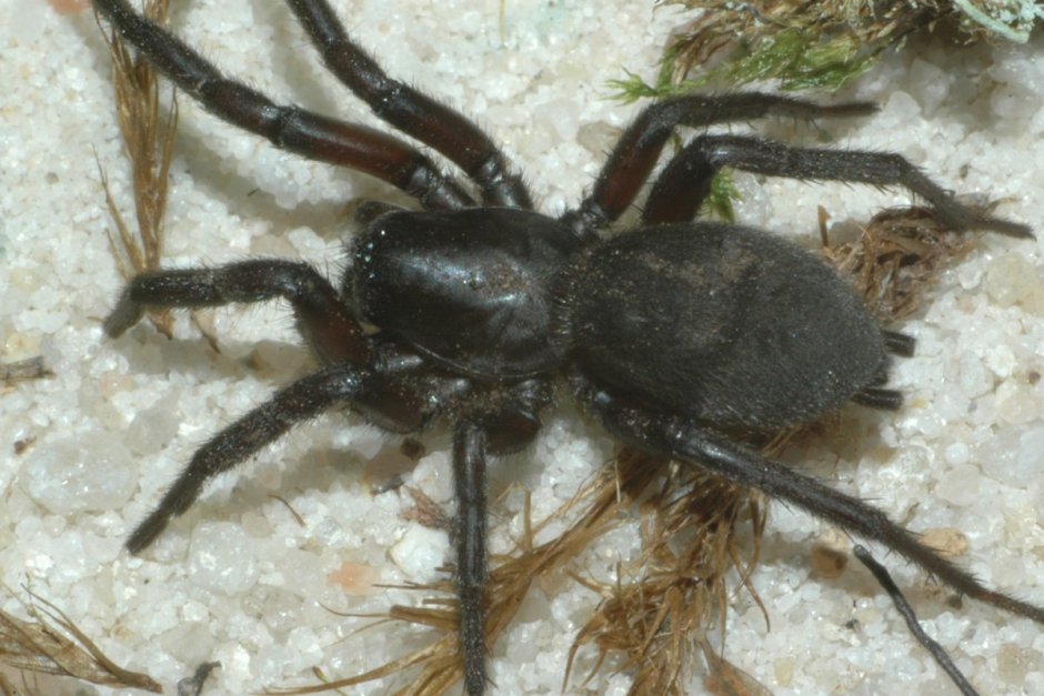 Gnaphosa muscorum