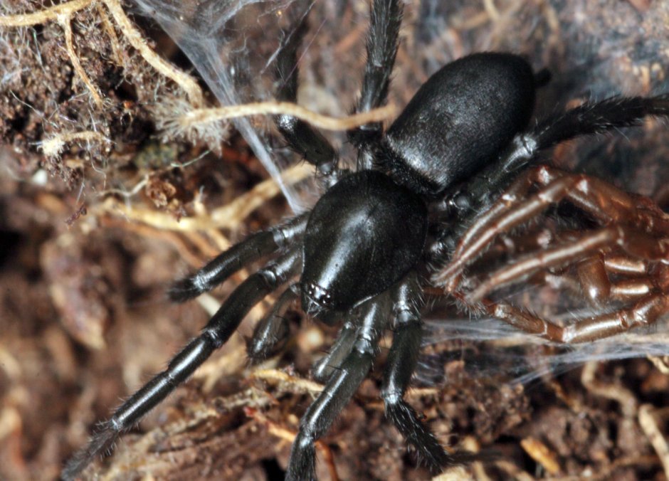 Паук Gnaphosidae Zelotes