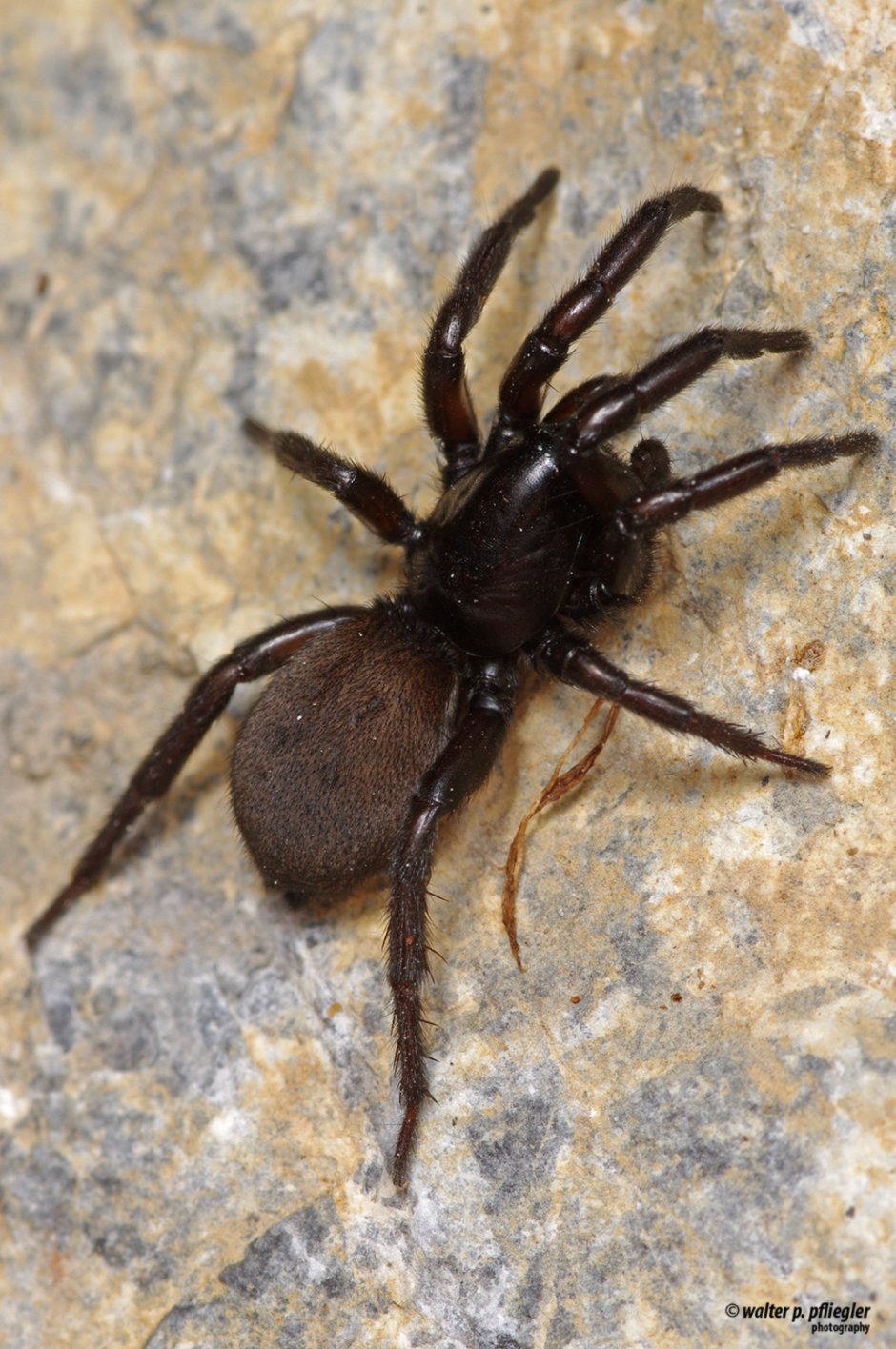 Scotophaeus scutulatus