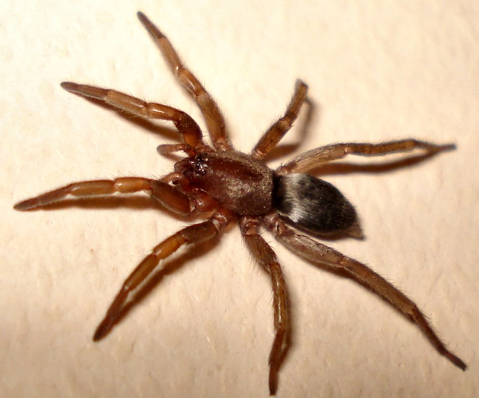 Dysdera crocata паук