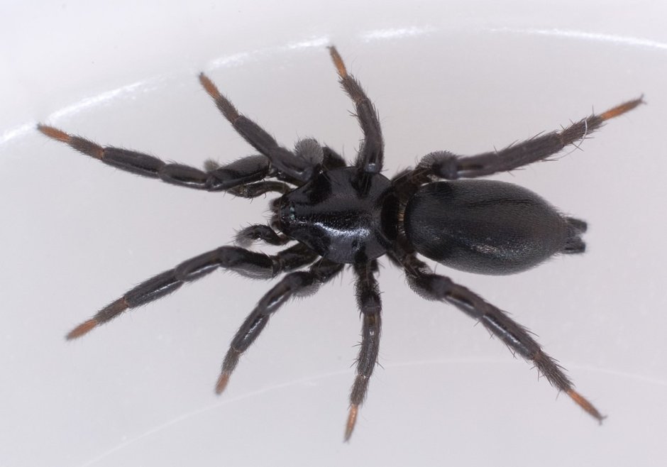 Паук Gnaphosidae Zelotes