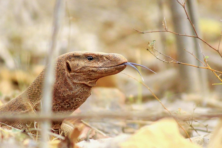 Varanus bengalensis