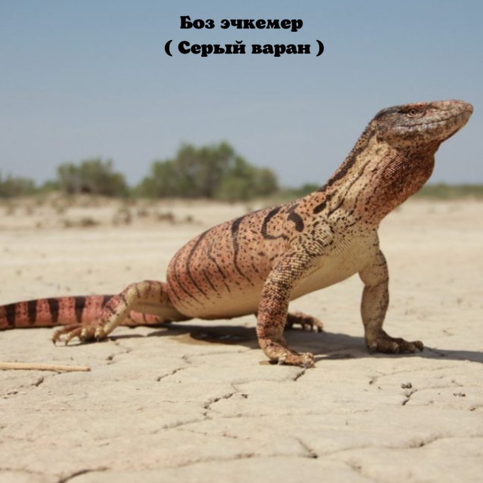 Среднеазиатский серый Варан
