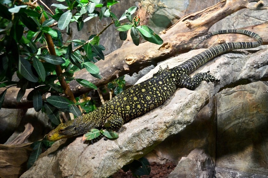 Varanus salvadorii