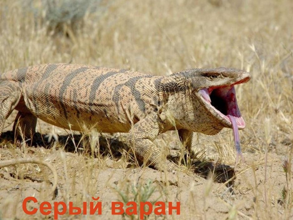 Короткохвостый сцинк