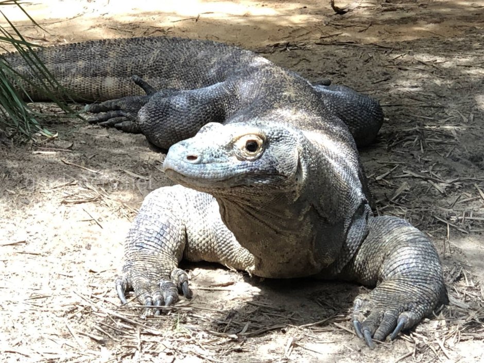 Варан Water Monitor
