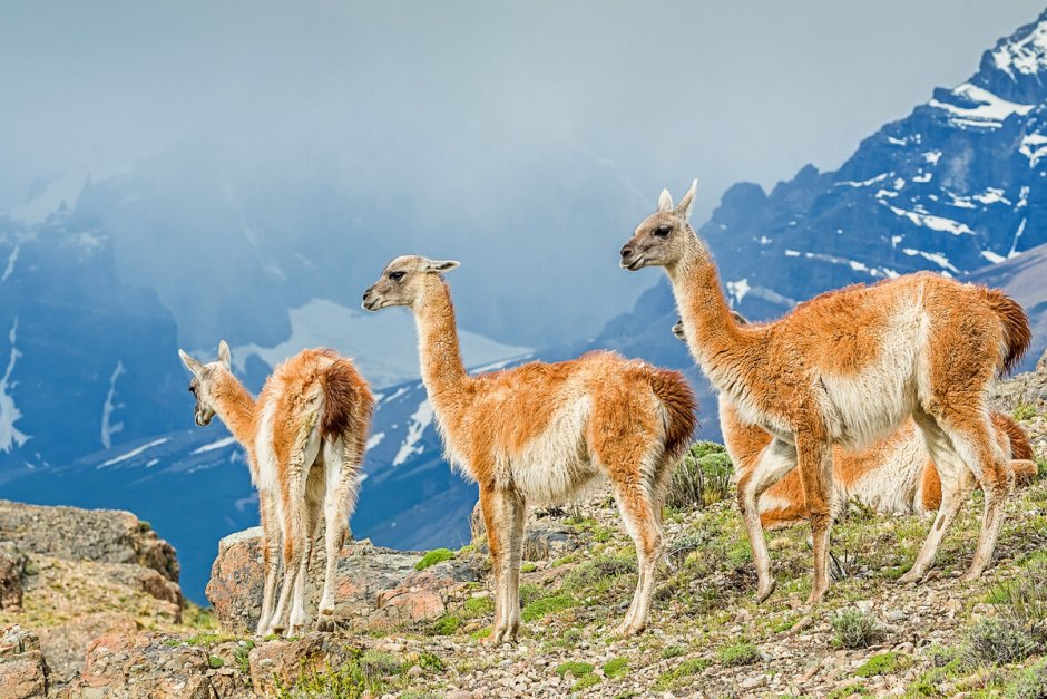 Гуанако в Южной Америке