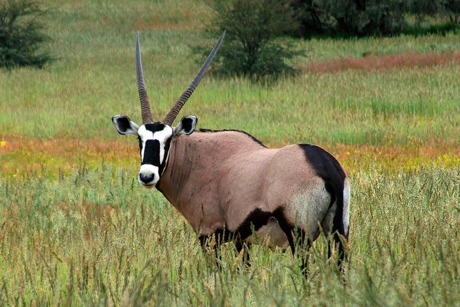 Oryx Gazella