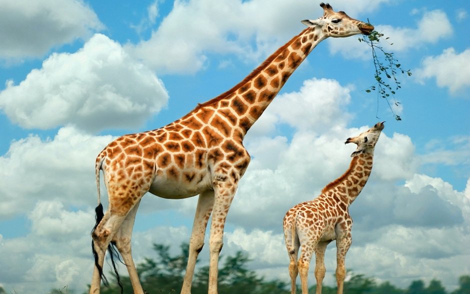 Giraffa Giraffa животные