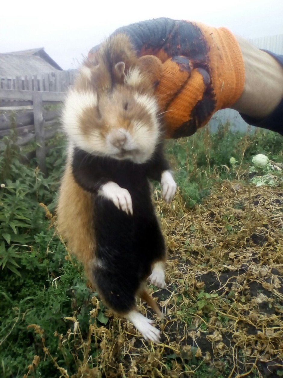 Обыкновенный хомяк Cricetus Cricetus