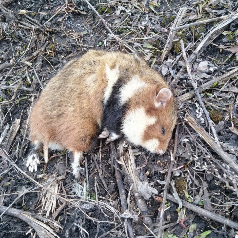 Обыкновенный хомяк Cricetus Cricetus
