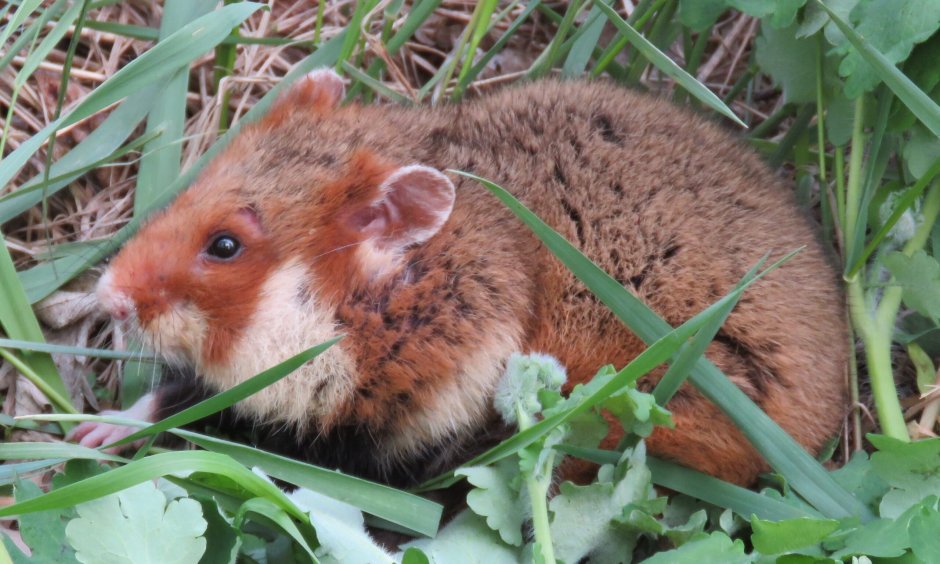 Обыкновенный хомяк Cricetus Cricetus