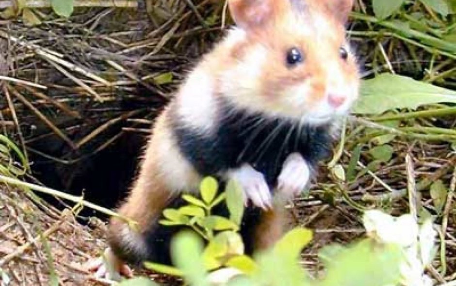 Обыкновенный хомяк Cricetus Cricetus