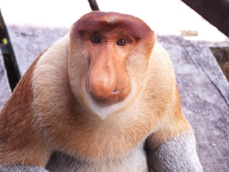 Proboscis Monkey