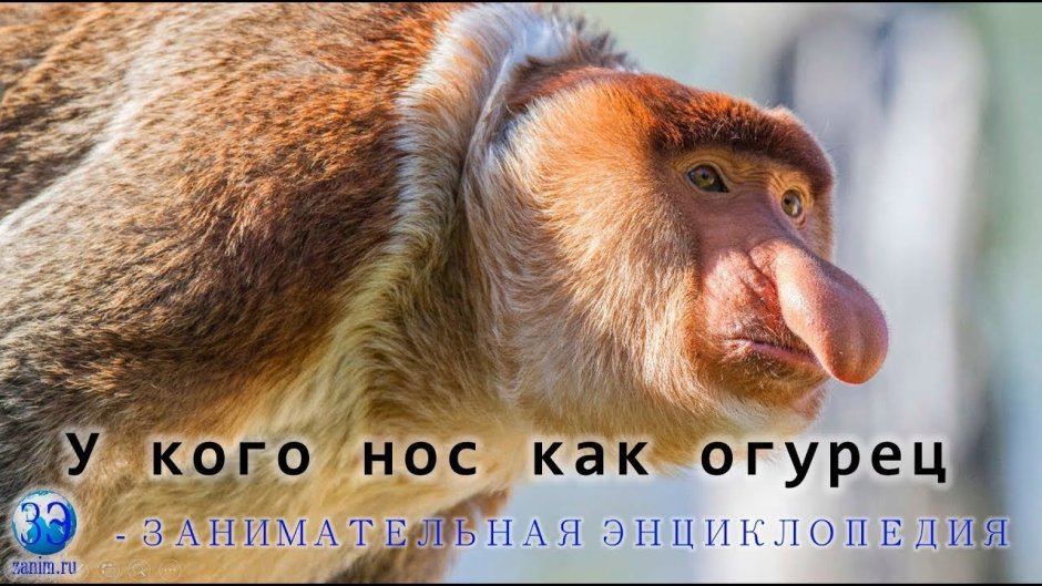Кахау самка