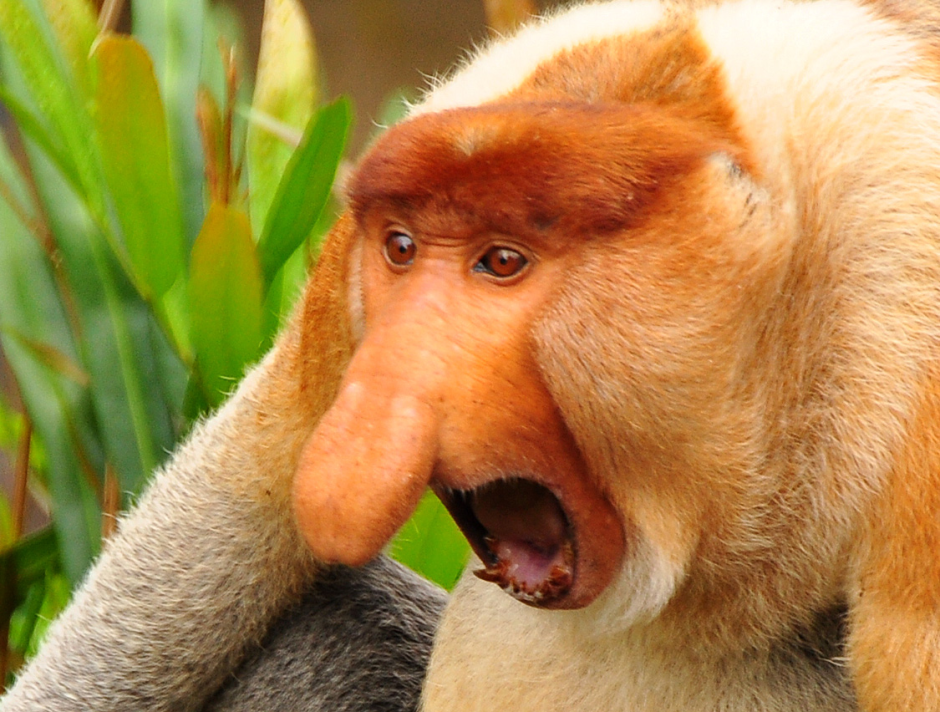 Носач (proboscis Monkey)
