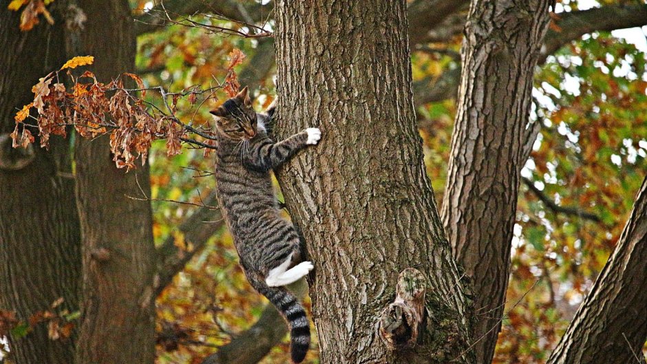 Кот на дереве