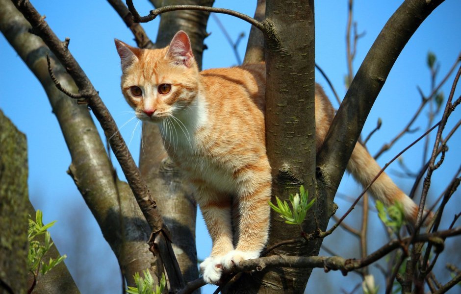 Котенок на дереве