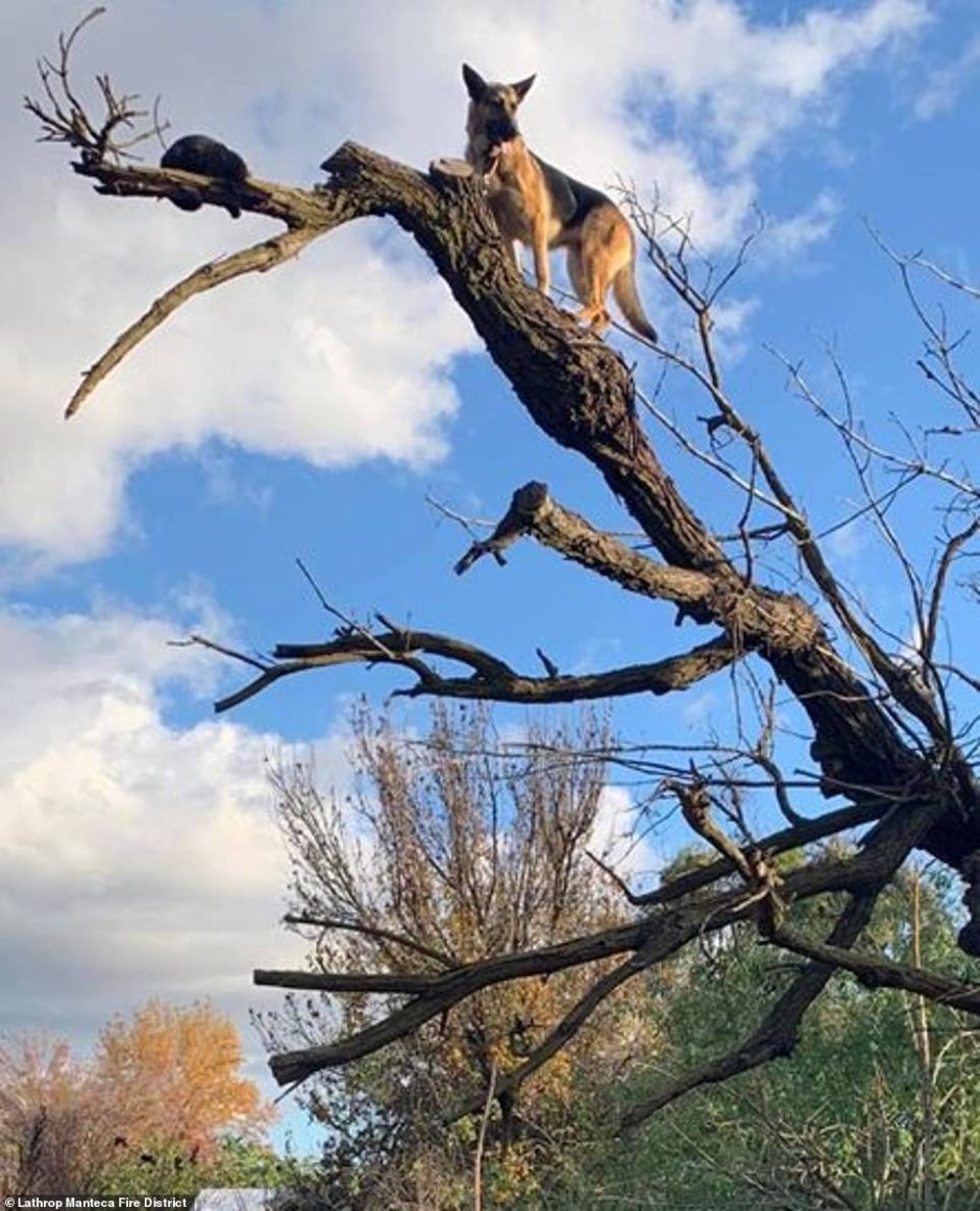 Кошки лазить по деревьям
