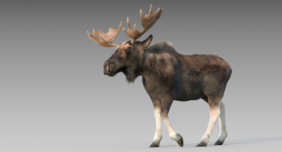 Лось 3d модель