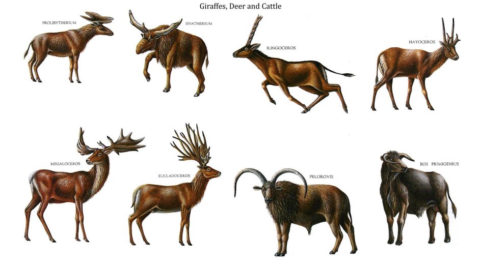 Олень Eucladoceros