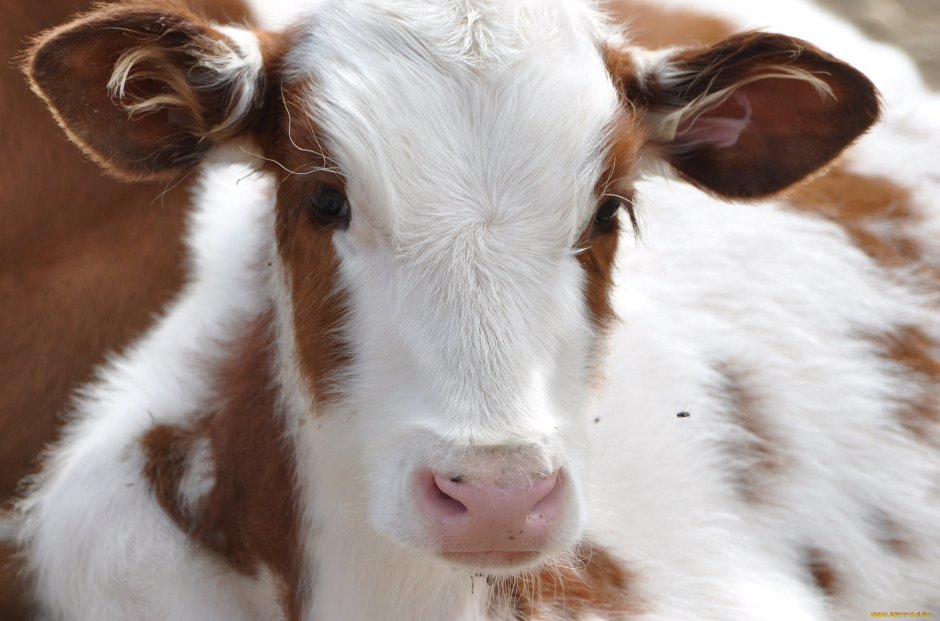 Маленькие коровы