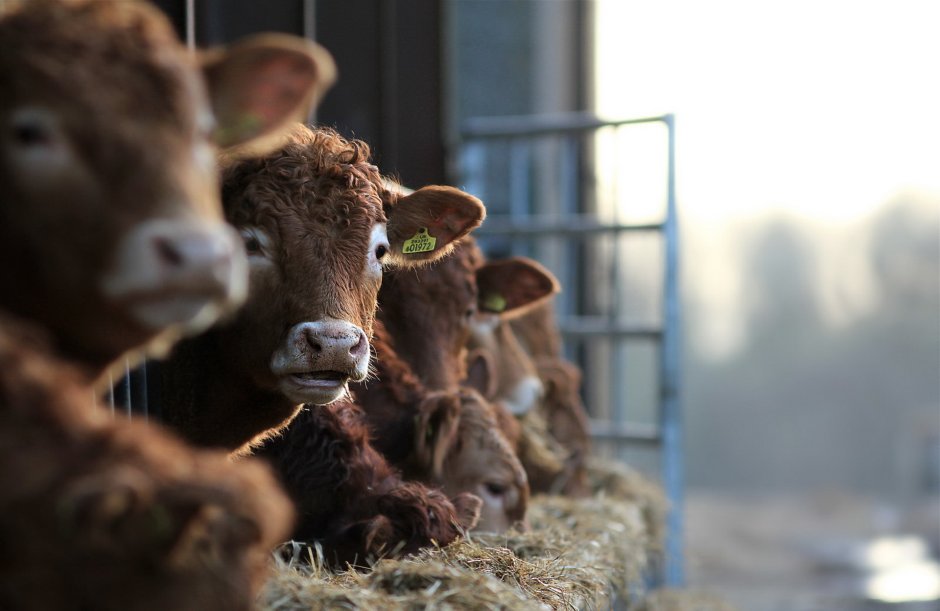 Ветеринария в сельском хозяйстве