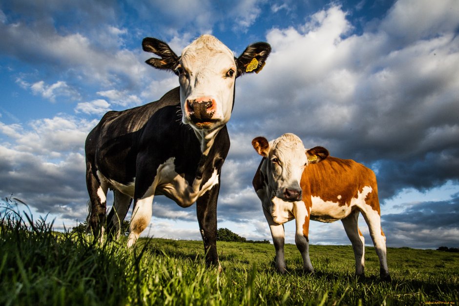 Красивая корова