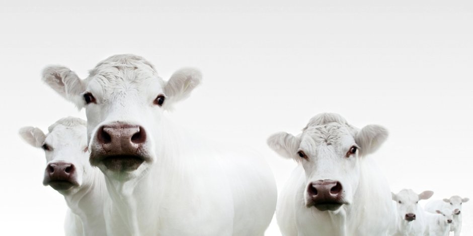 Белая корова