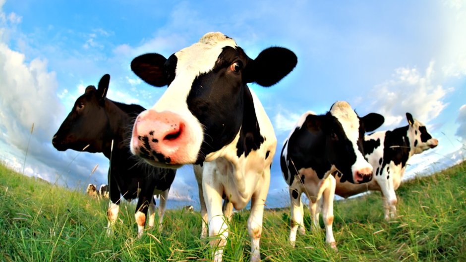 Русская корова