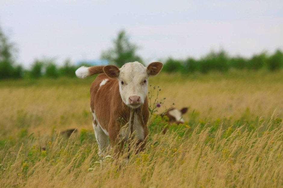 Телята бычки