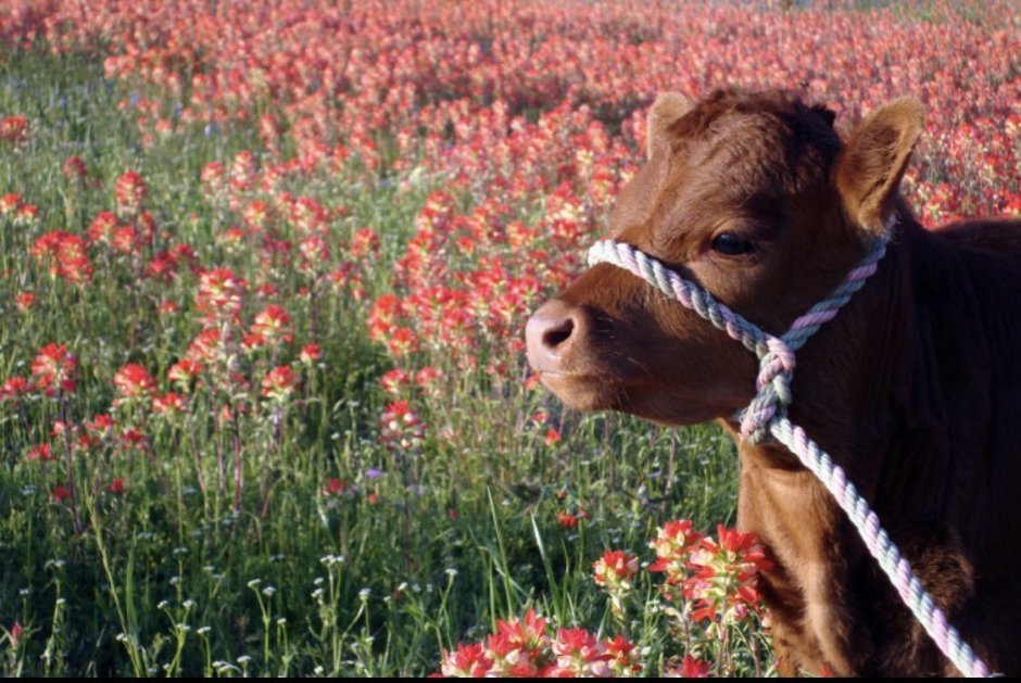 Корова с цветочком
