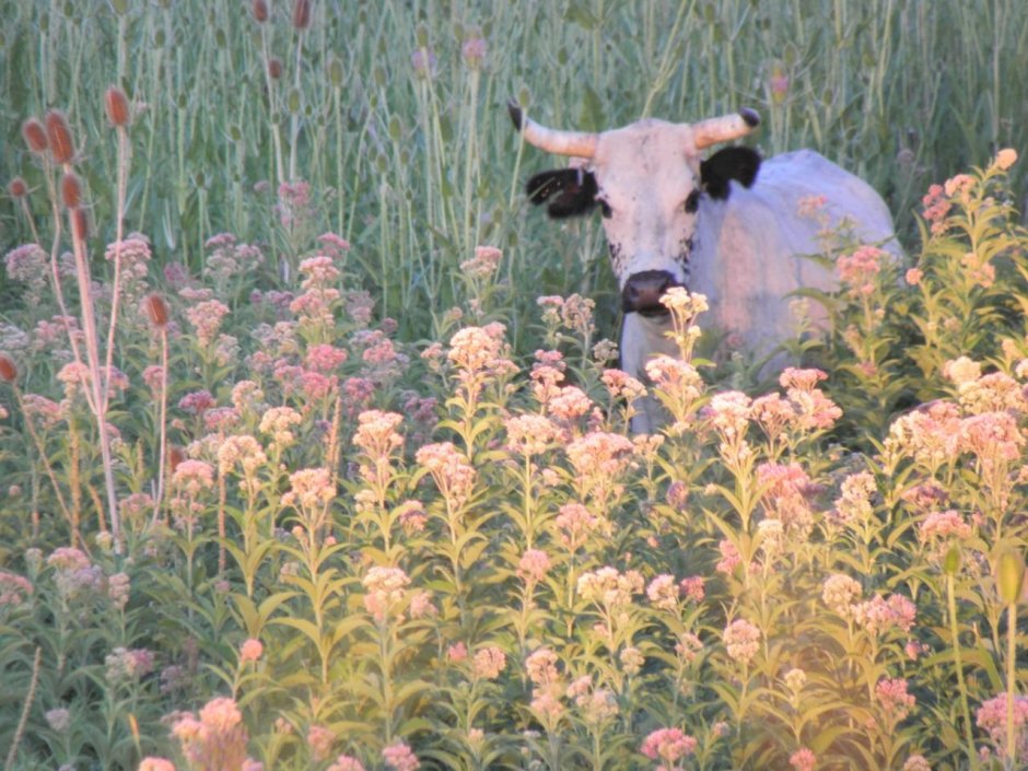 Коровы в поле Эстетика