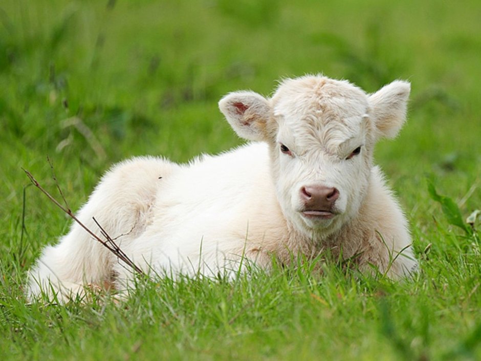 Белый теленок