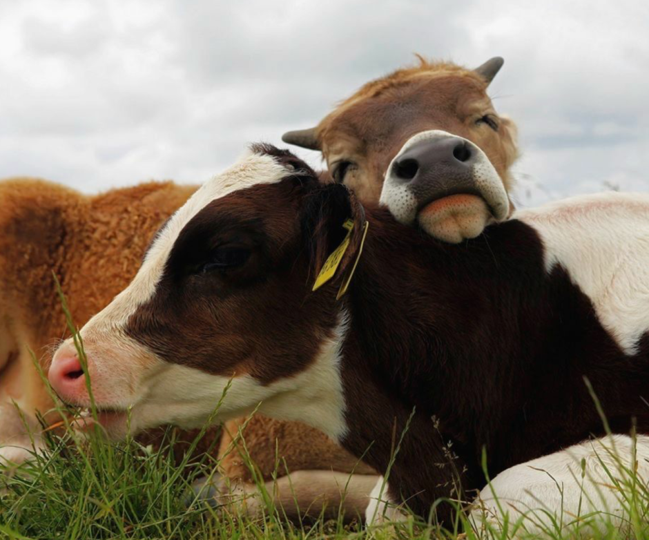 Теленок лижется