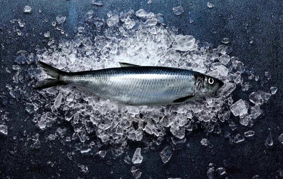Черноморско-Азовская морская сельдь