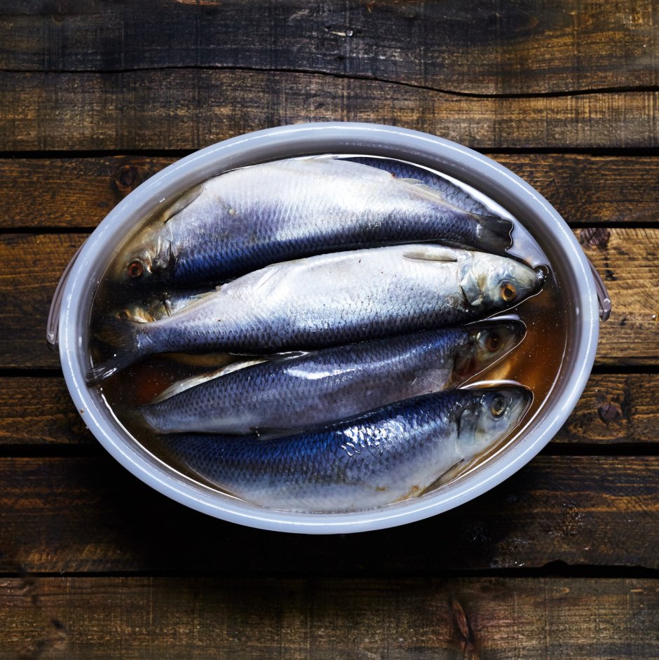 Herring сельдь атлантическая