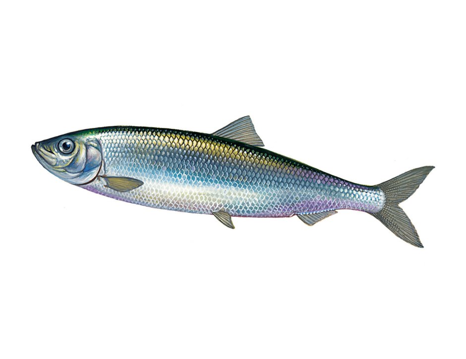 Clupea harengus