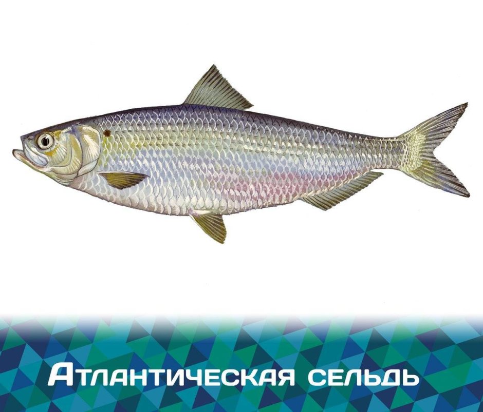 Рыба сельдь атлантическая