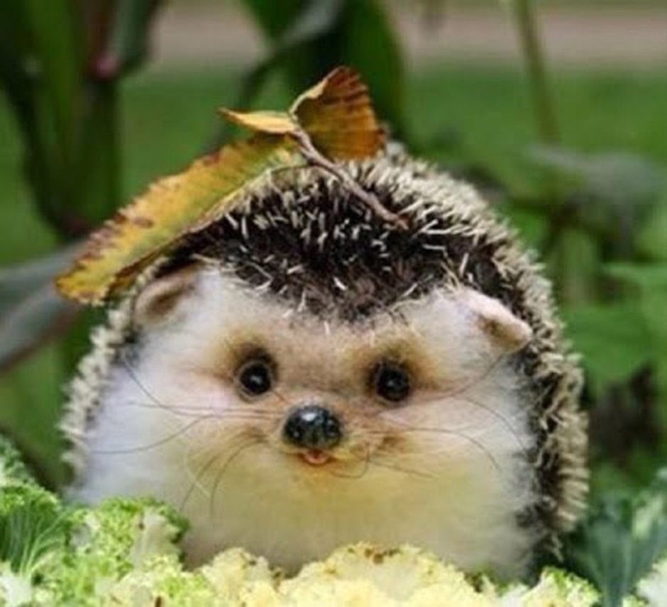 Блинский ёж