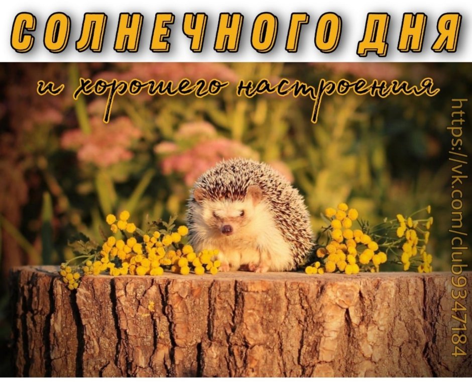 Милые ежики