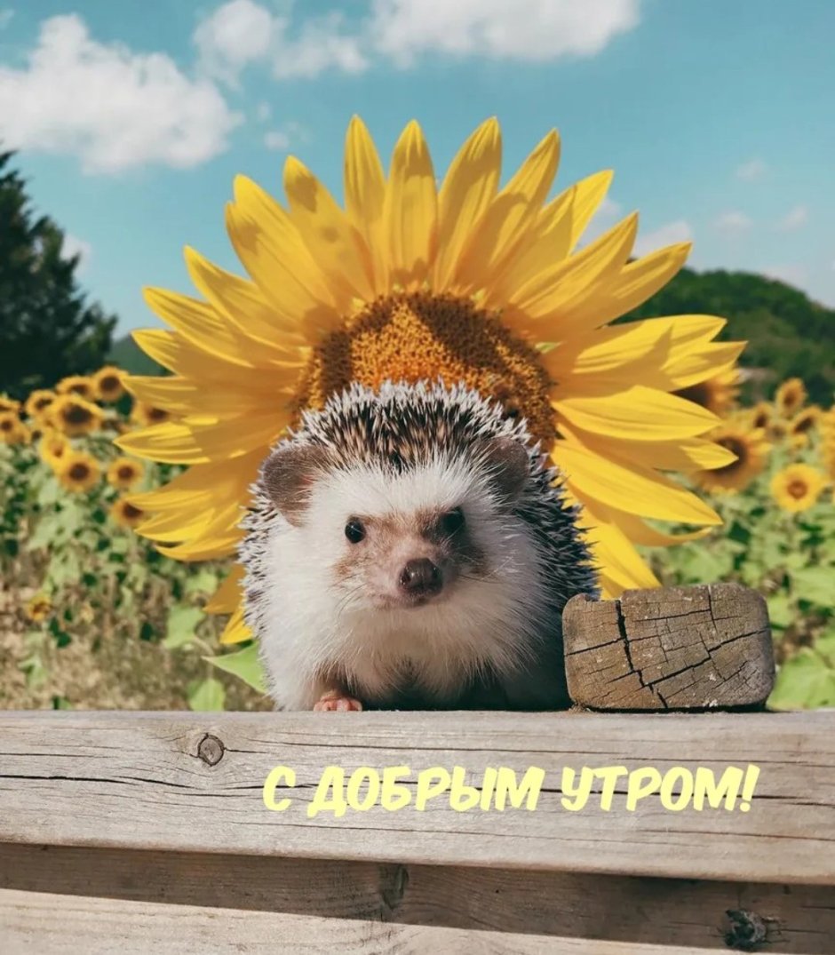 Ежик утро