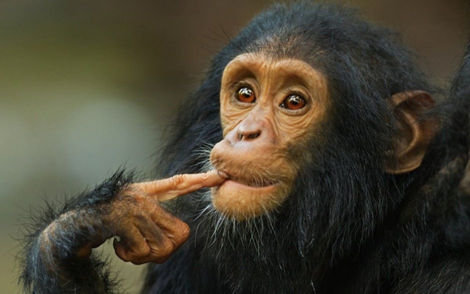 Paranthropus aethiopicus